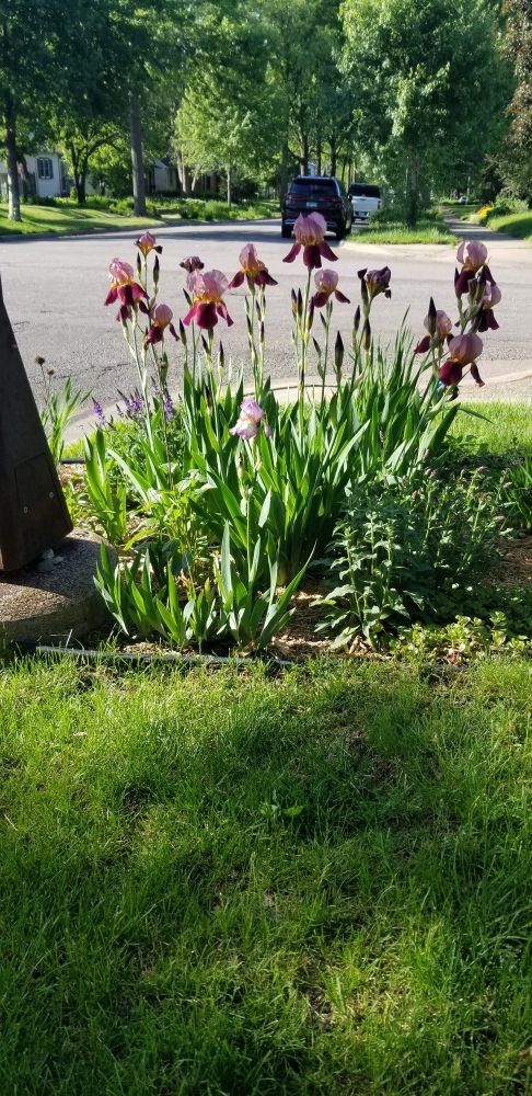 Rust and purple irises with small native pollinators in a small boulevard planting