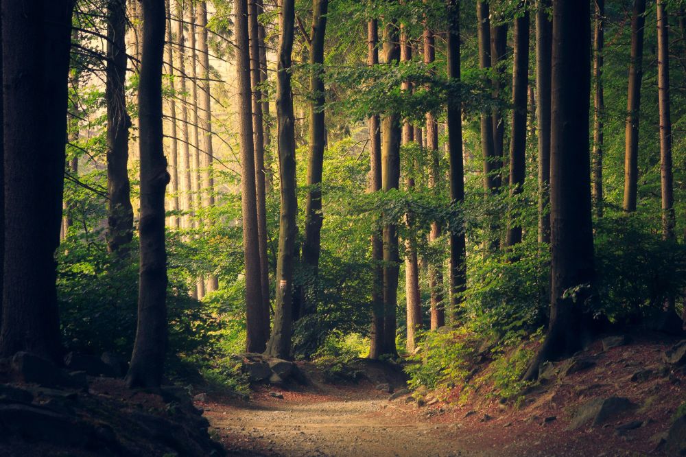 Forest walk in low light. 