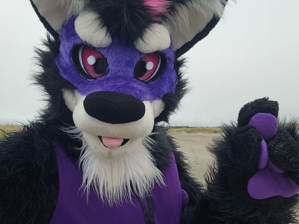 Selfie of Fenric in full black and purple wolf fursuit on the beach. 