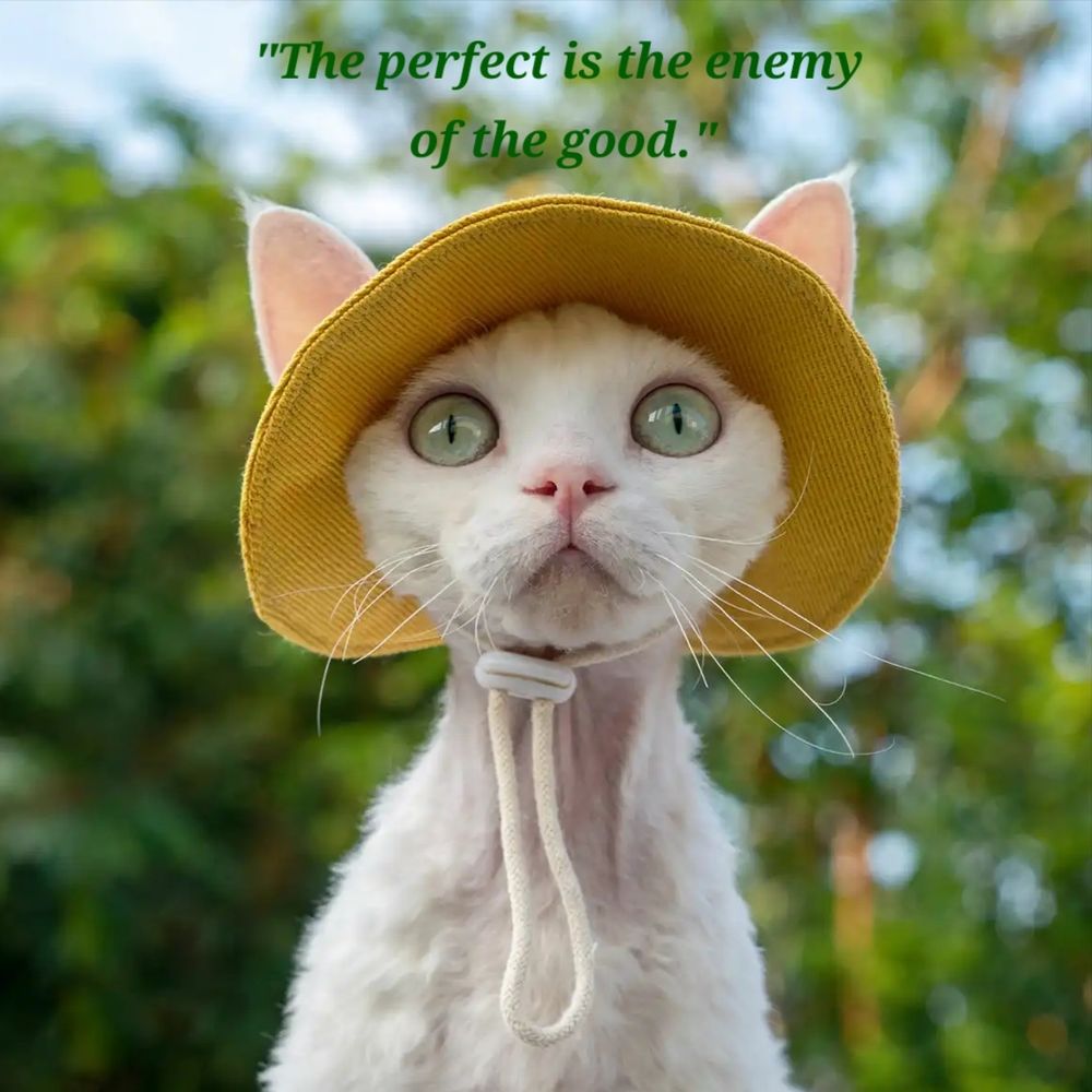 "The perfect is the enemy of the good," a quote attributed to Voltaire but offered, in this photo, by a cat.