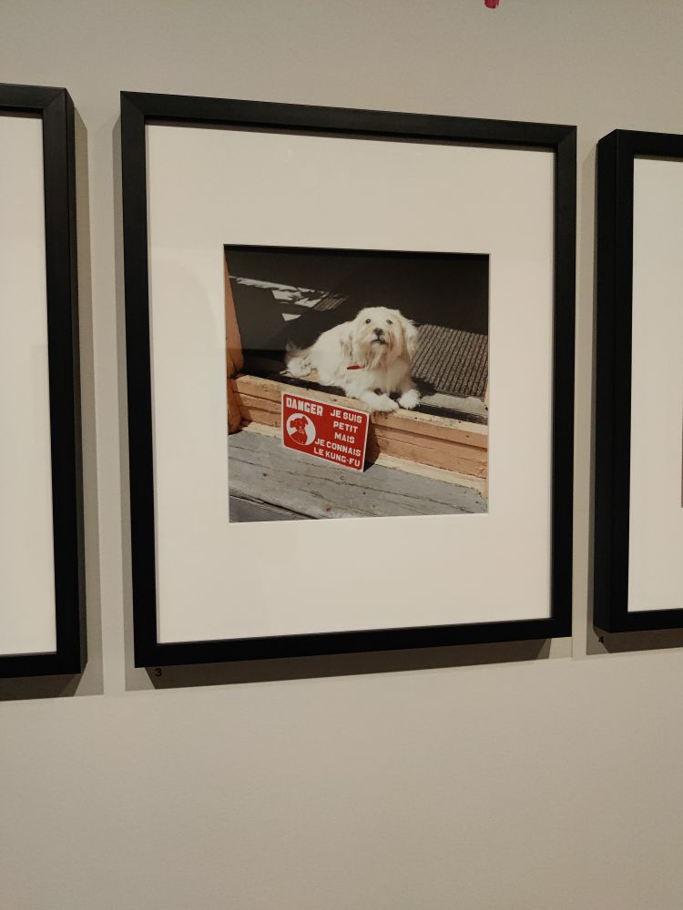 A photograph of a little white dog and a sign warning that they may be wee, but they know kung fu.