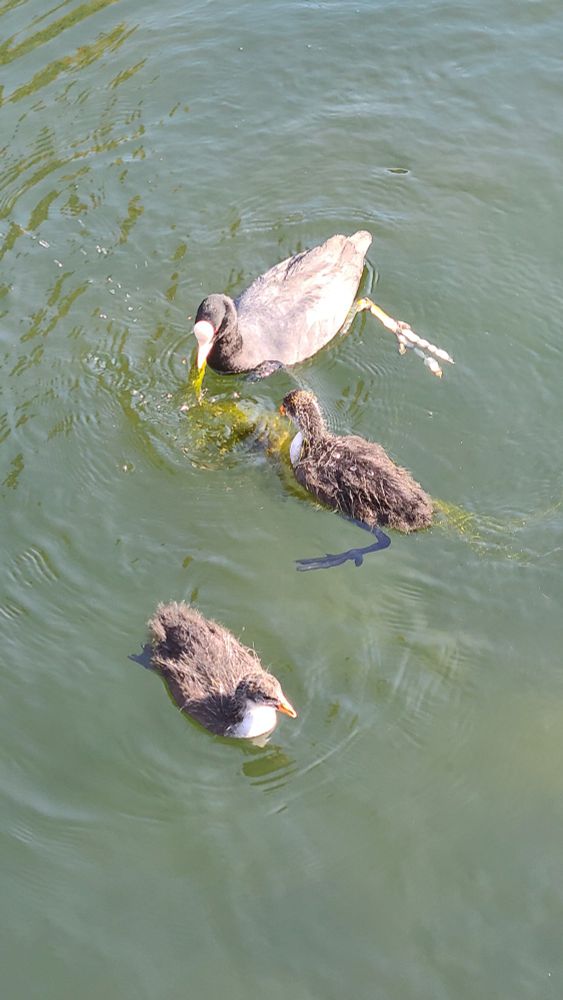 Eurasia Coot mom and adolescents swimming in Paddington basin