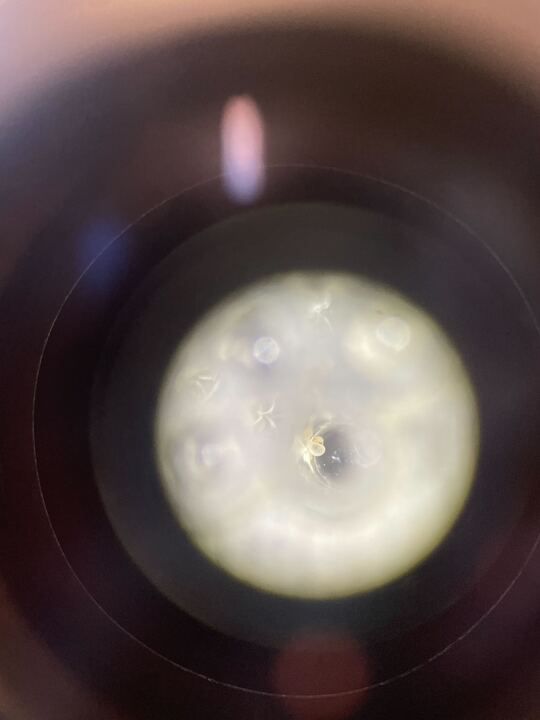 A foram carefully lined up beneath the microscope, ready for investigation. 📷 K. Declerk