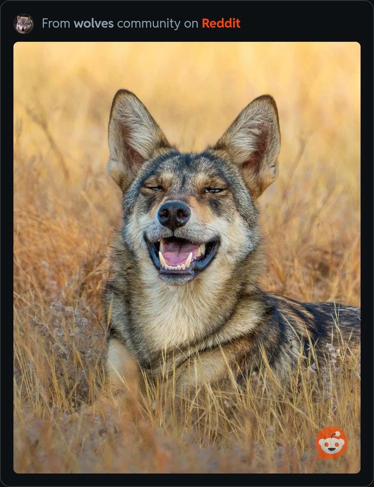 An Indian wolf laying in the grass smiling with its mouth open. 