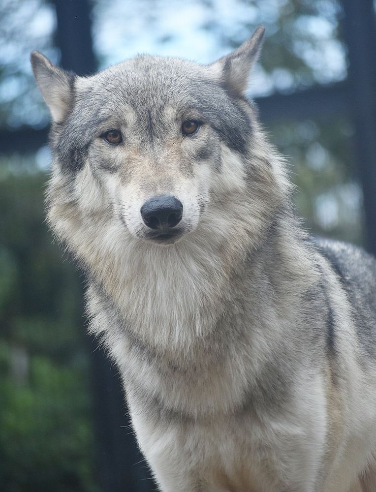 Credit: https://x.com/animall25038227/status/1853641031574798786