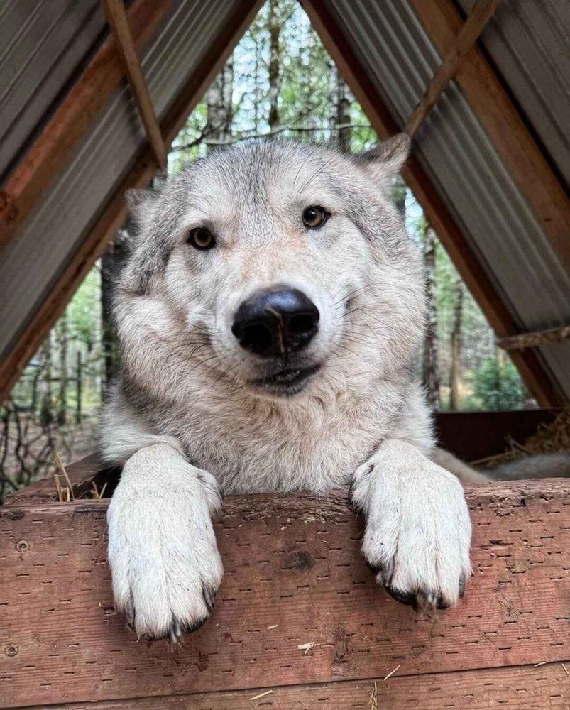 Credit: https://www.instagram.com/roamwolfdogs/
