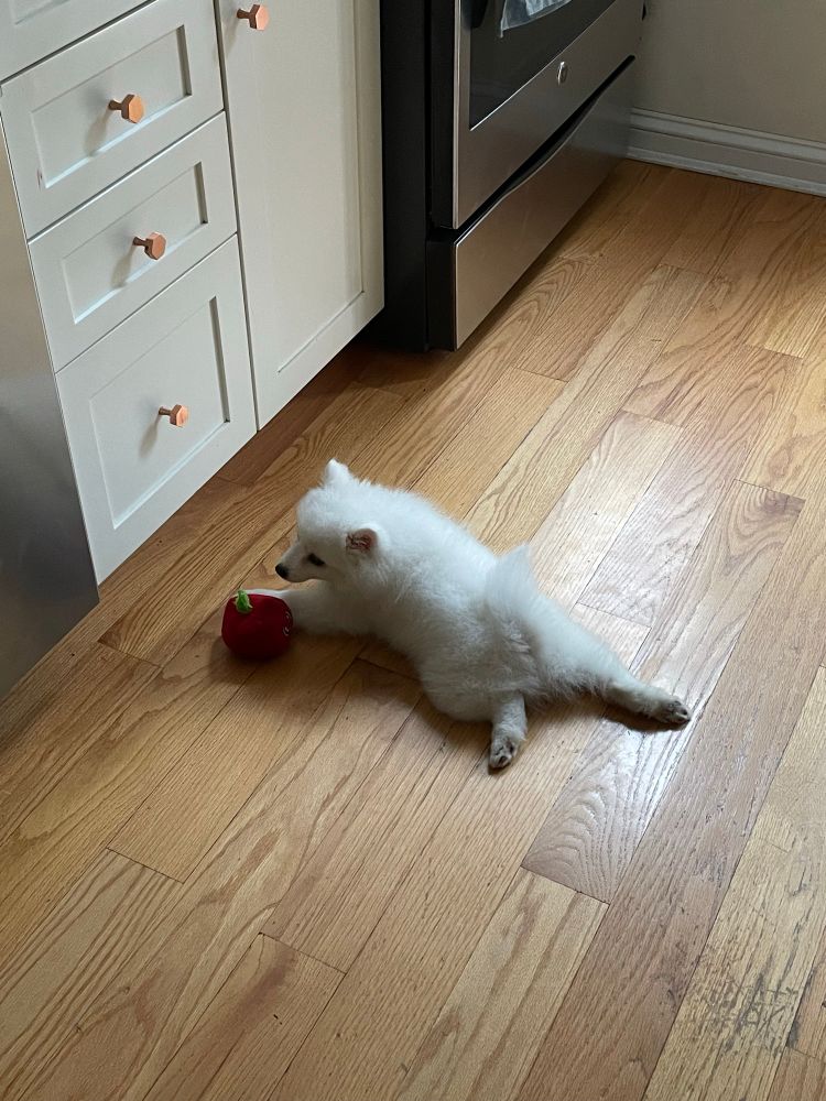 The pup in question back in her early crate training days 