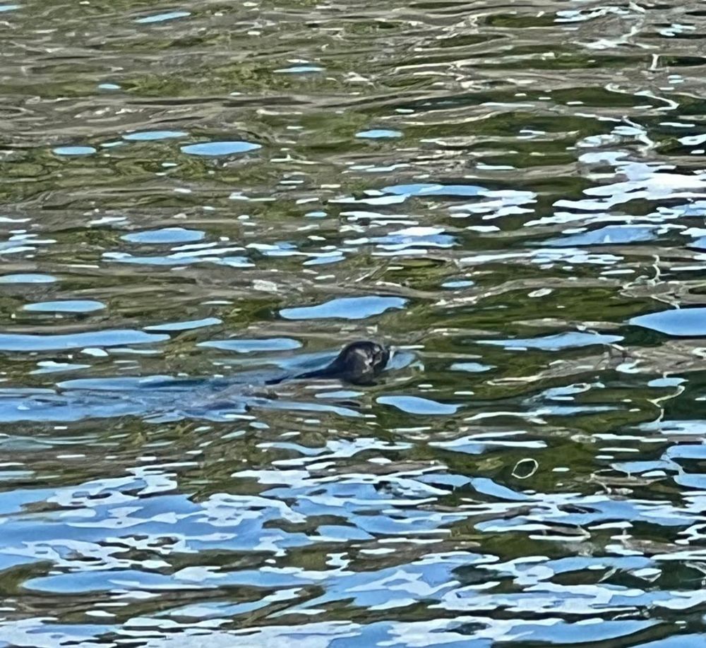 Image: a harbor seal popping its head above the water to look around