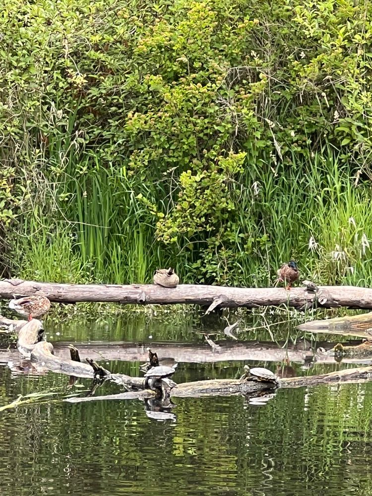 Image: two turtles and three ducks sitting on logs in a pond 