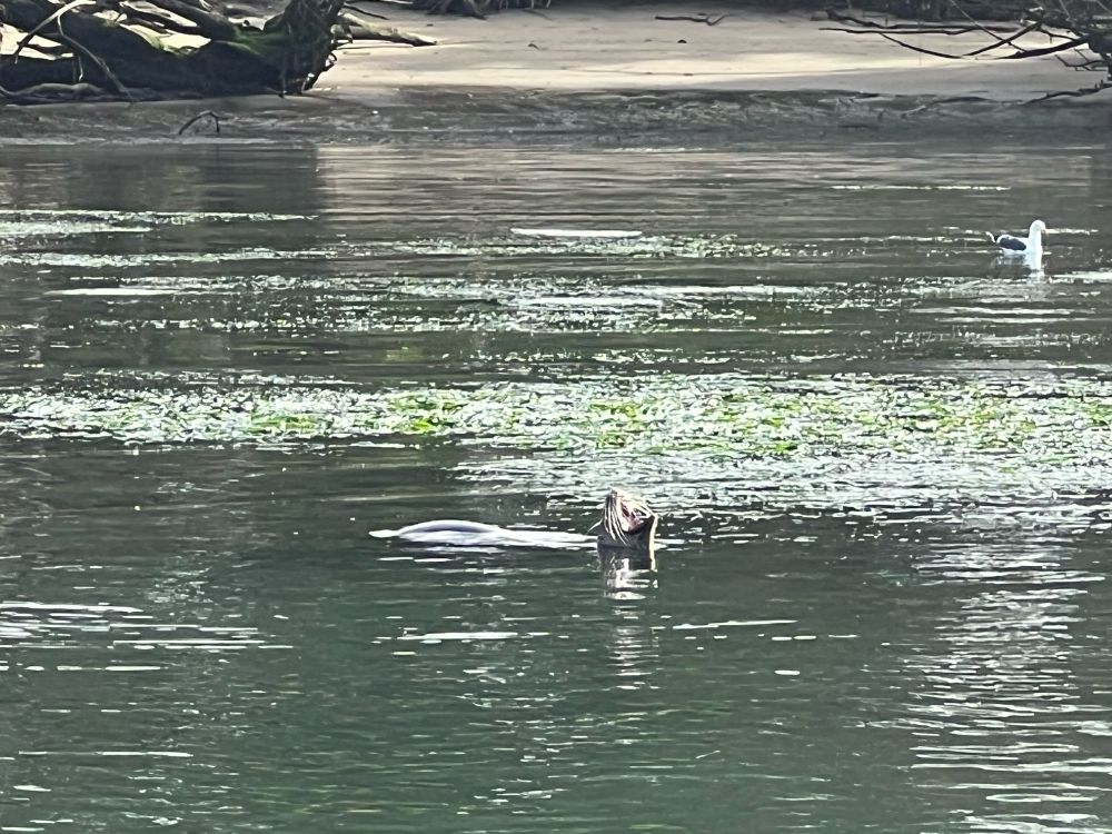 Image: harbor seal with his mouth open like he’s yelling 