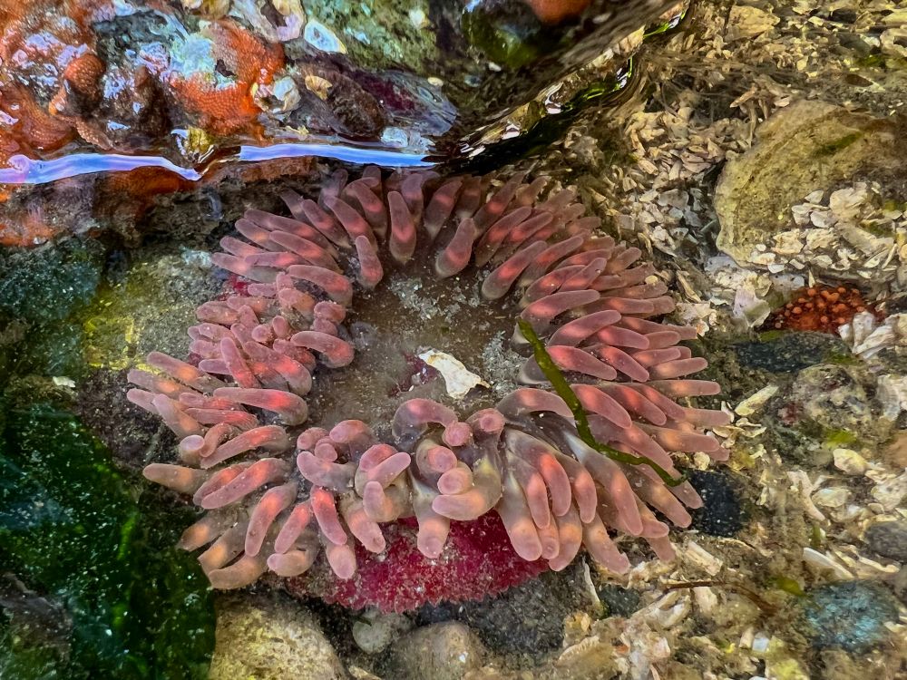 Image: a pink sea anemone 