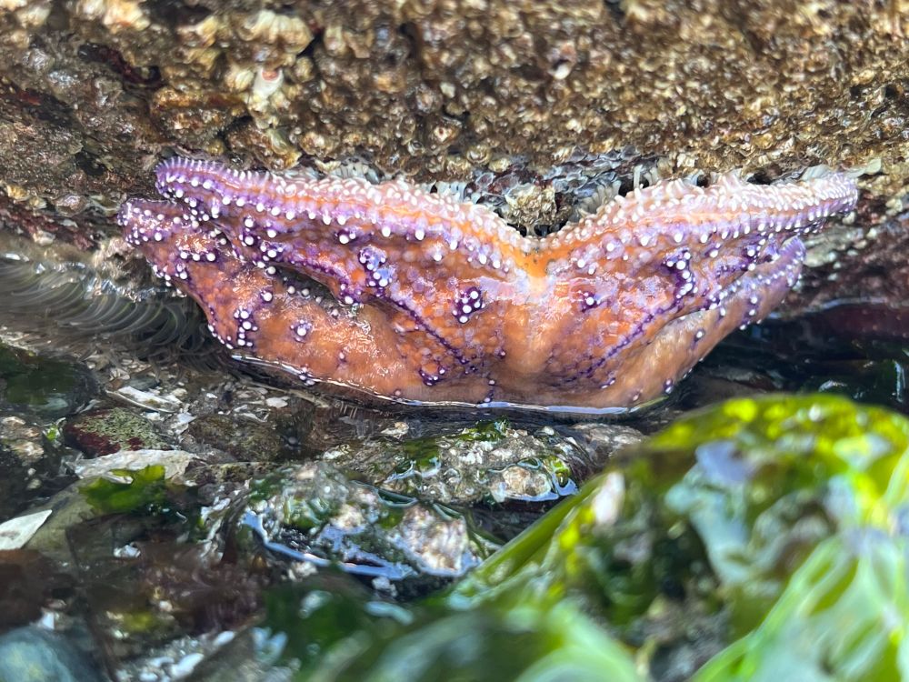 Image: orange sea star with purple edges 