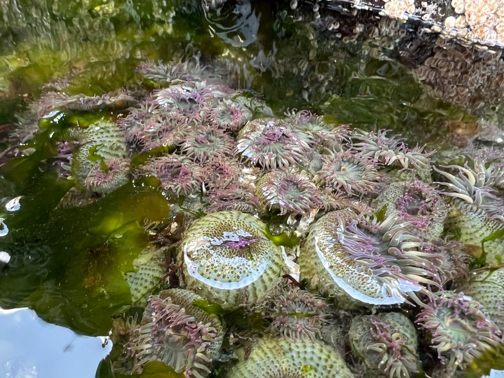 Image: many green anemone crowded together 