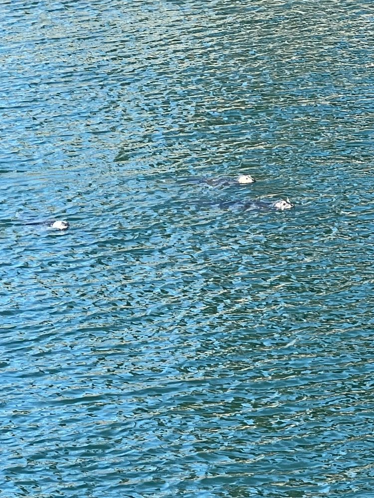 Image: three harbor seals heads peeking out of the water 