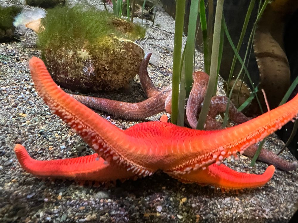 Image: two sea stars 