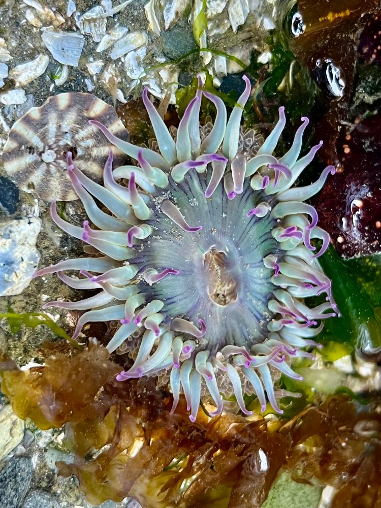 Image: green anemone with purple tips
