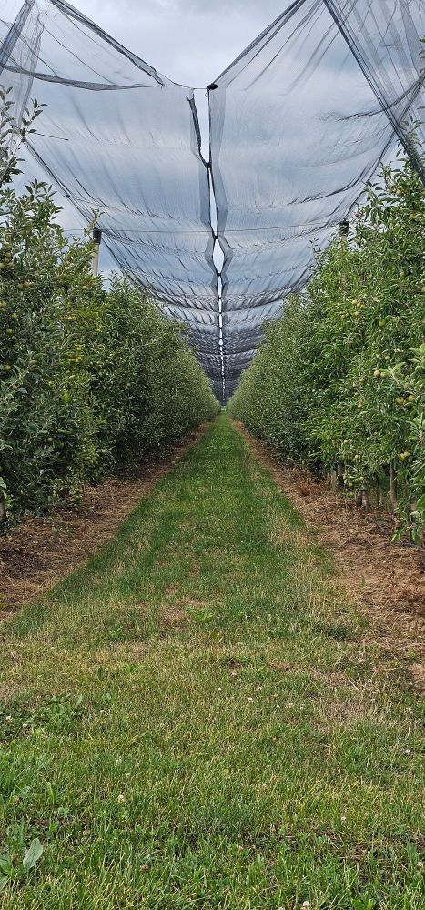 Durch Netz gegen Vögel geschützter Obstanbau