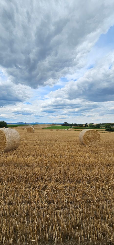 Heuballen auf einem Feld.
Cumulus-Wolken am hellblauen Himmel.