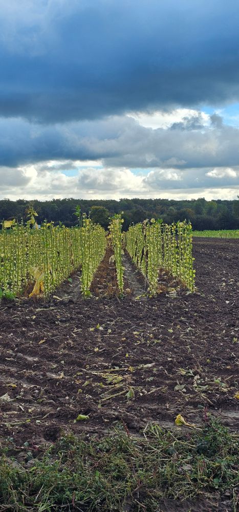 Tabak, abgeerntet.