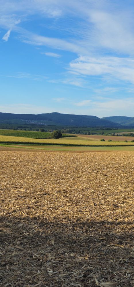 Blick auf den Pfälzerwald I
