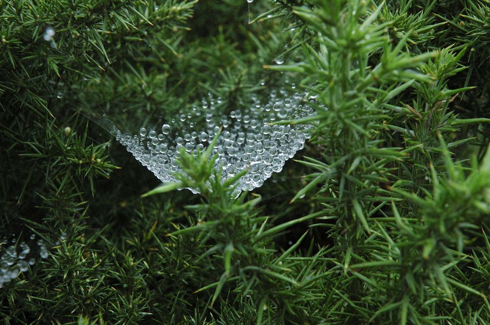 Spinnennetz im Herbst. Morgentau-Wassertropfen setzen sich an das Netz.