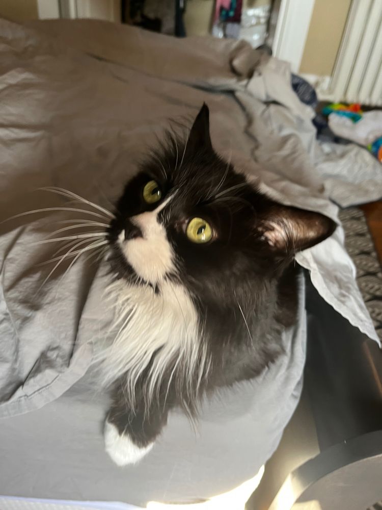 Beautiful Norwegian Forest Cat looking up from beneath a bed sheet.