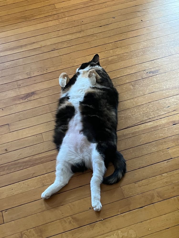 A calico laying splayed on her back with her paws hanging like she’s carrying an invisible cane. 