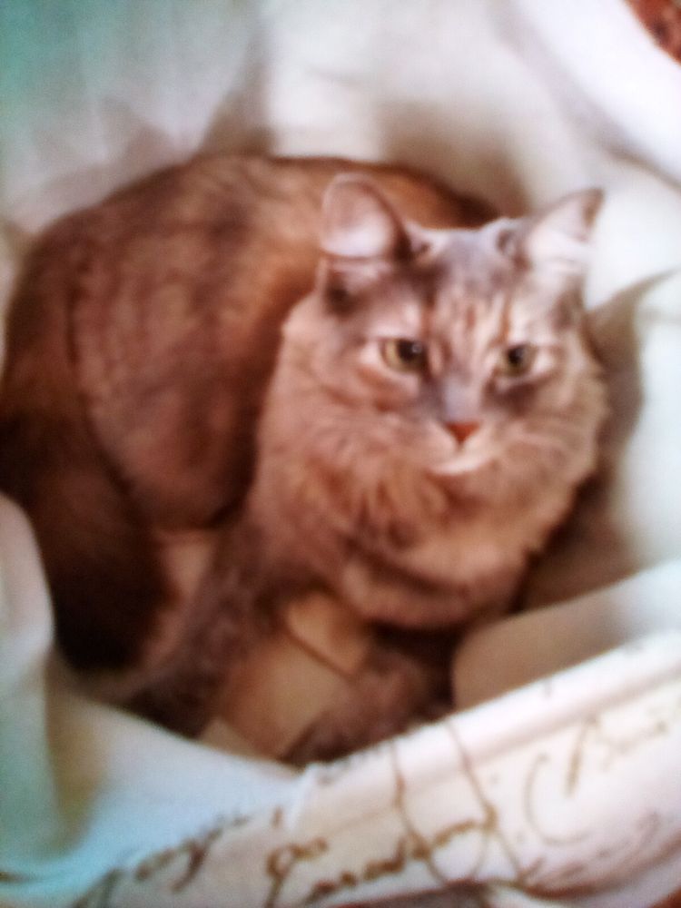 An untroubled cat sits comfortably in a laundry basket