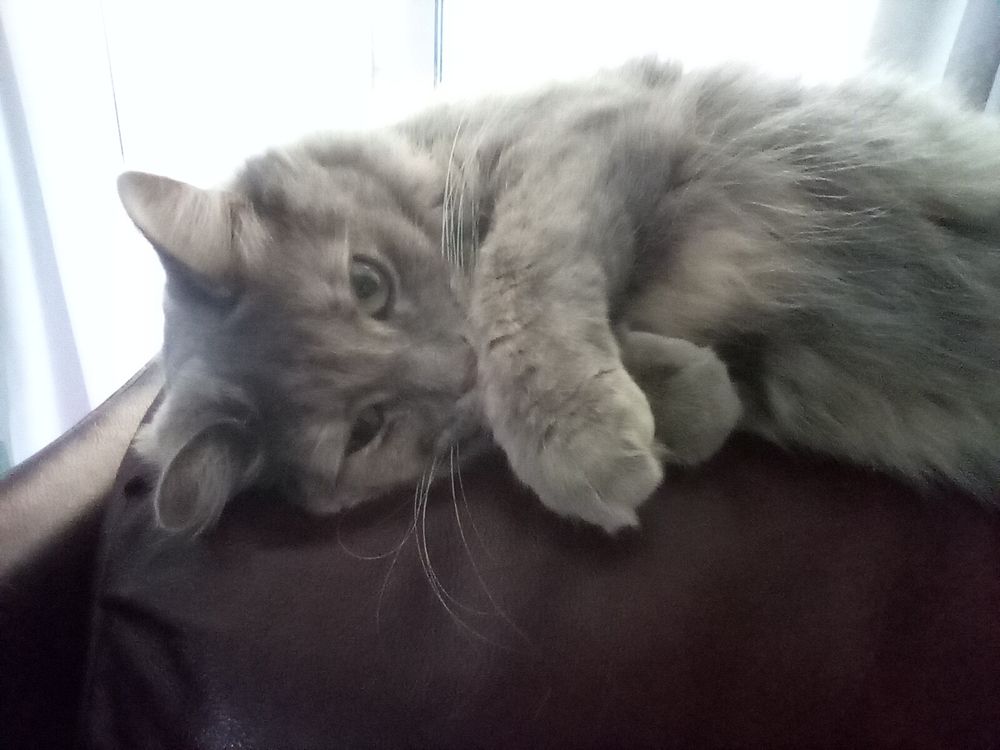 My cat Slynx lying on her side with front paws crossed