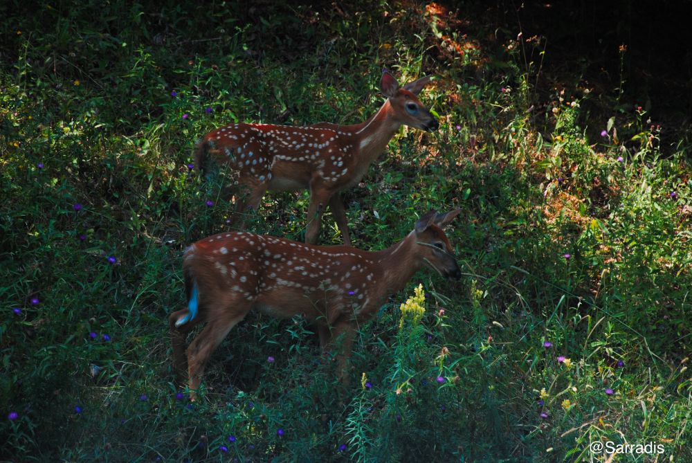Two baby deer in a field of wildflowers 