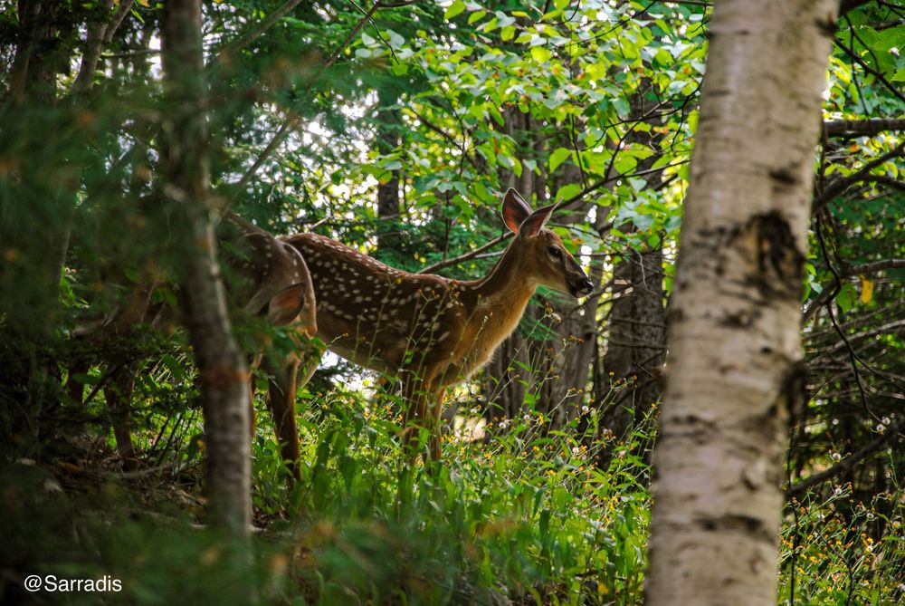 Two spotted baby deer siblings 