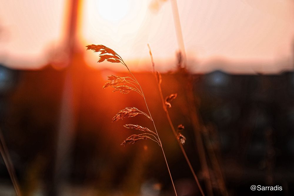 A stalk of Tufted Hairgrass surrounded in an orange aura from a smoky sunset 