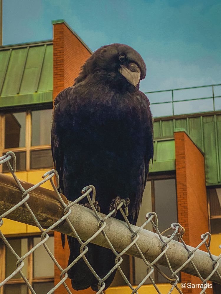An inquisitive crow perched on a fence, with an expression that makes you wonder what he’s thinking about.