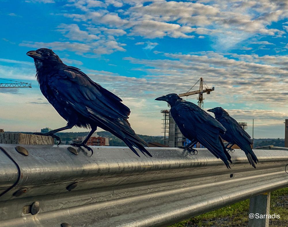 Three scruffy looking crows sitting on a guardrail at Citadel Hill, Halifax 