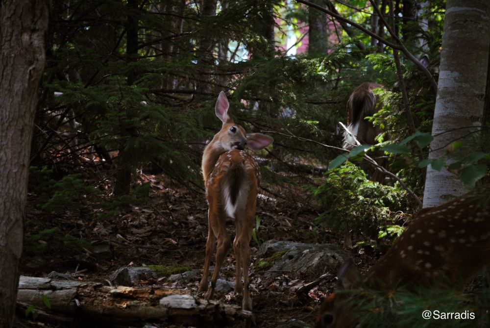 A baby deer cleaning his backside