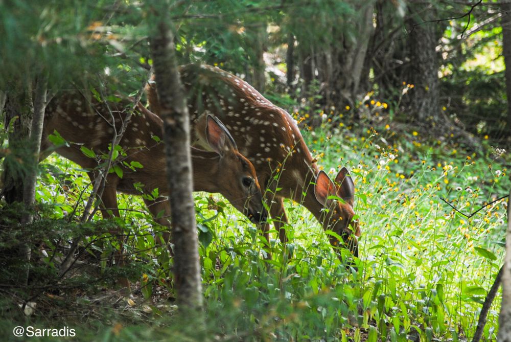 Baby deer siblings having a snack
