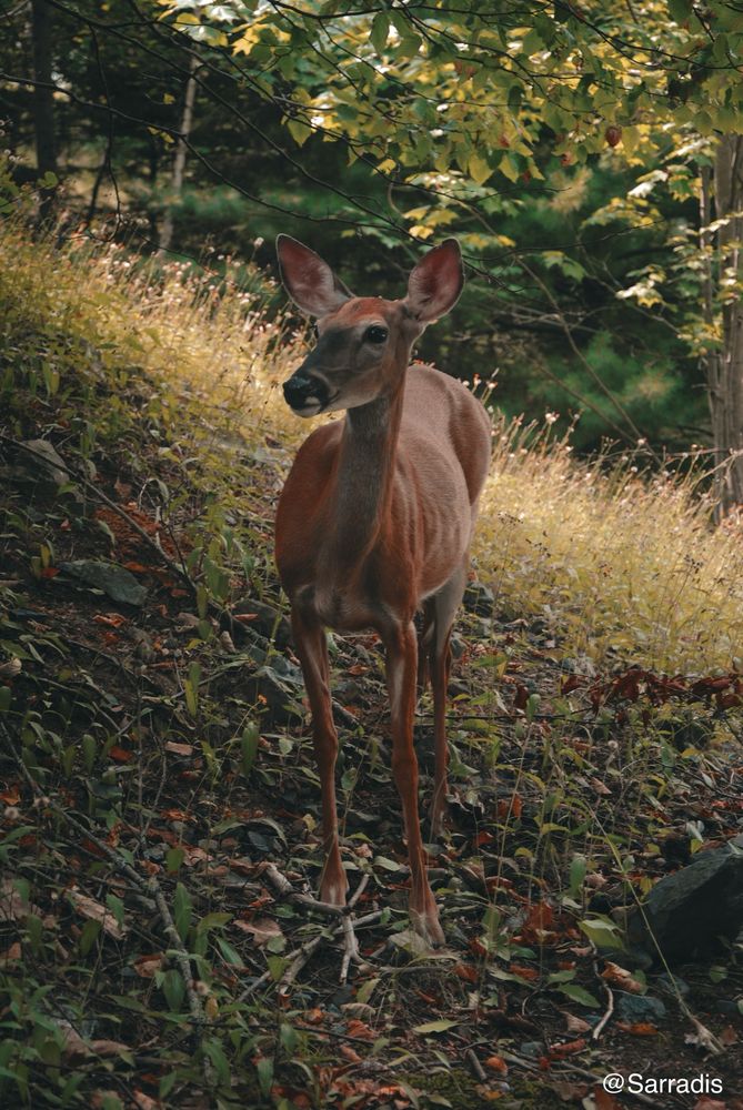 Mama deer posing for the camera 