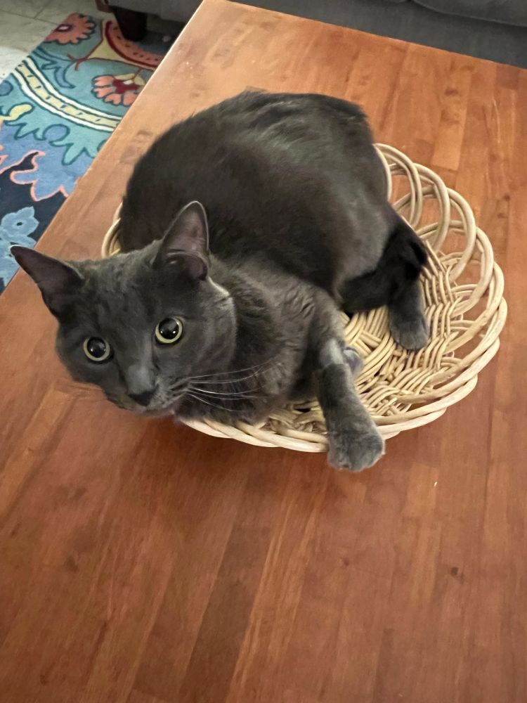 Our sweet Russian Blue cat Denki, sitting in a basket
