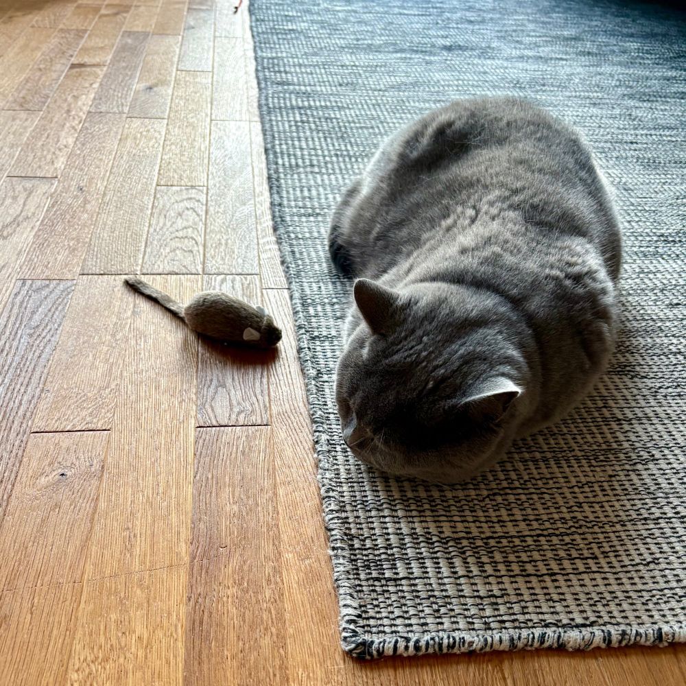 Schwarzer Kater schläft auf Teppich neben Stoffratte (Katzenspielzeug)