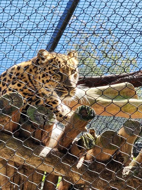 Caged leopard looking out 