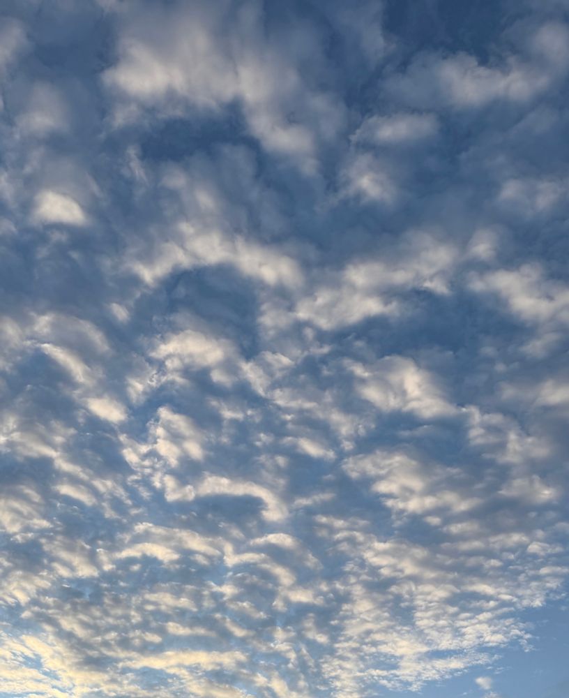 Photo looking up at a blue sky full of rough rows of small puffy clouds reflecting the morning sun. 