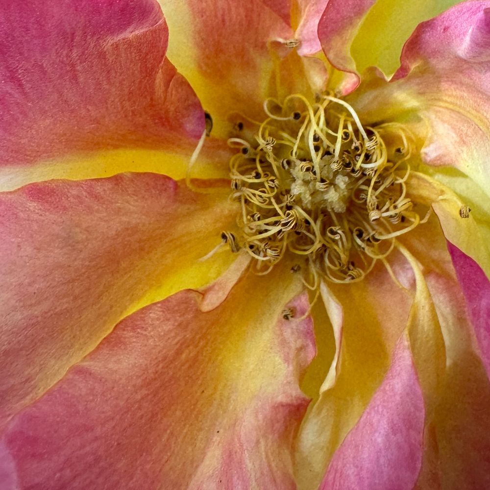 Extreme closeup of rose with deep pink petals with yellow highlights along the edges radiating out from a mass of pale yellow stigma above and to the right of center. This is surrounded by a ring of randomly curled yellow stamen topped by black and white striped anther.