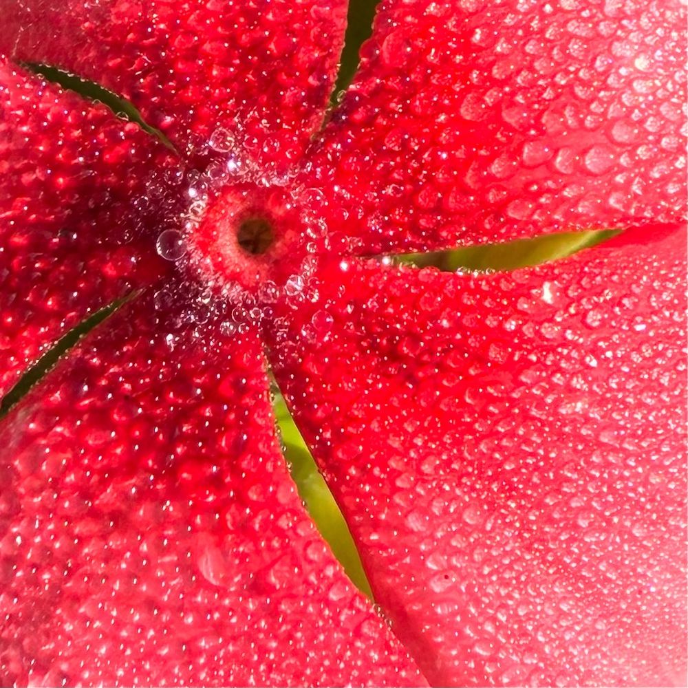 Extreme closeup of an off-center madagascar periwinkle blossom with orange-red petals that get lighter toward the outer edge. There is a circle of small clear round water droplets around the center, and the petals are completely covered with small beads of water. Small slivers of vivid green are visible between the petals.