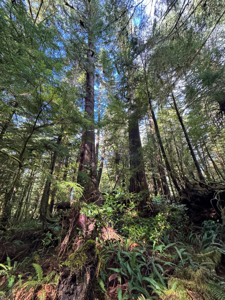 A peaceful rich forest kept lush and healthy by the wildlife that calls it home. Somewhere sacred and unnamed - intentionally to protect the sanctity of beautiful quiet healthy places and ecosystems  - off the coast of B.C. on an island in the wonderful healthy wilds.