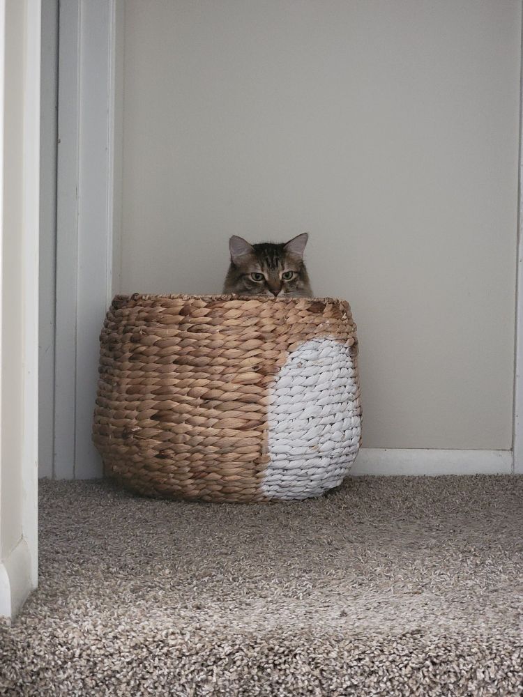 Ssshh. Rose is hiding. 