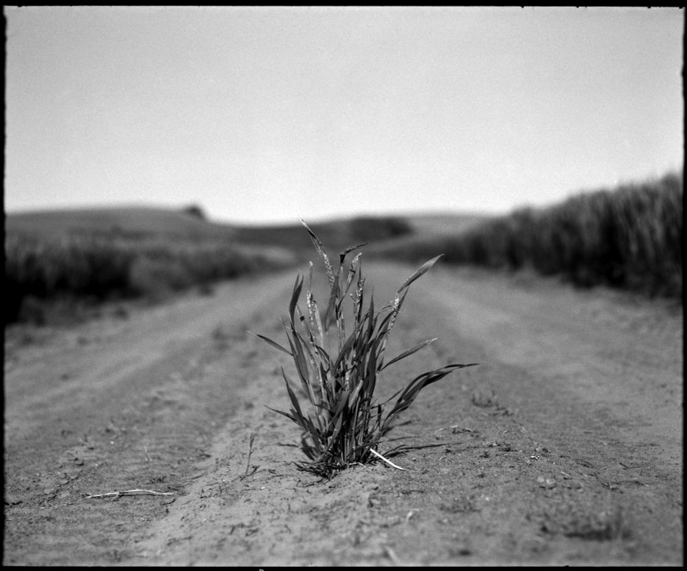 A lone stalk of wheat grows in the middle of a dirt road. 