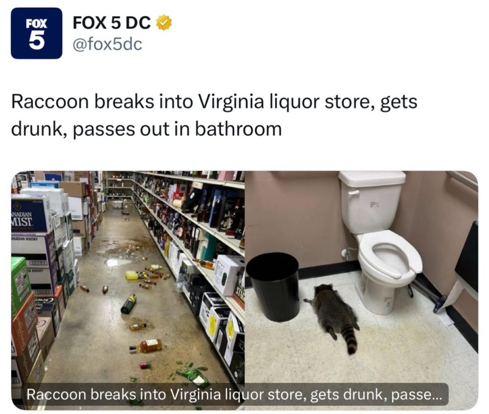A post from Fox5DC with the headline “Raccoon breaks into virgins liquor store, gets drunk, passes out in bathroom” showing images of a liquor store aisle littered with bottles and a raccoon asleep next to a toilet. 