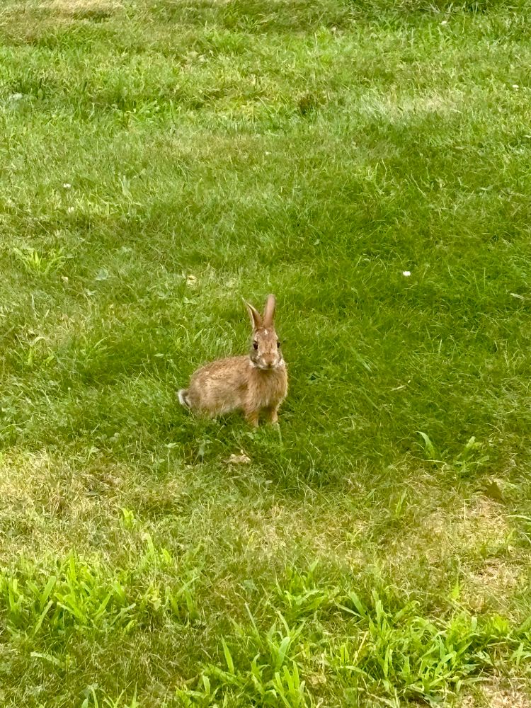 A young rabbit on a lawn looking at the camera. 