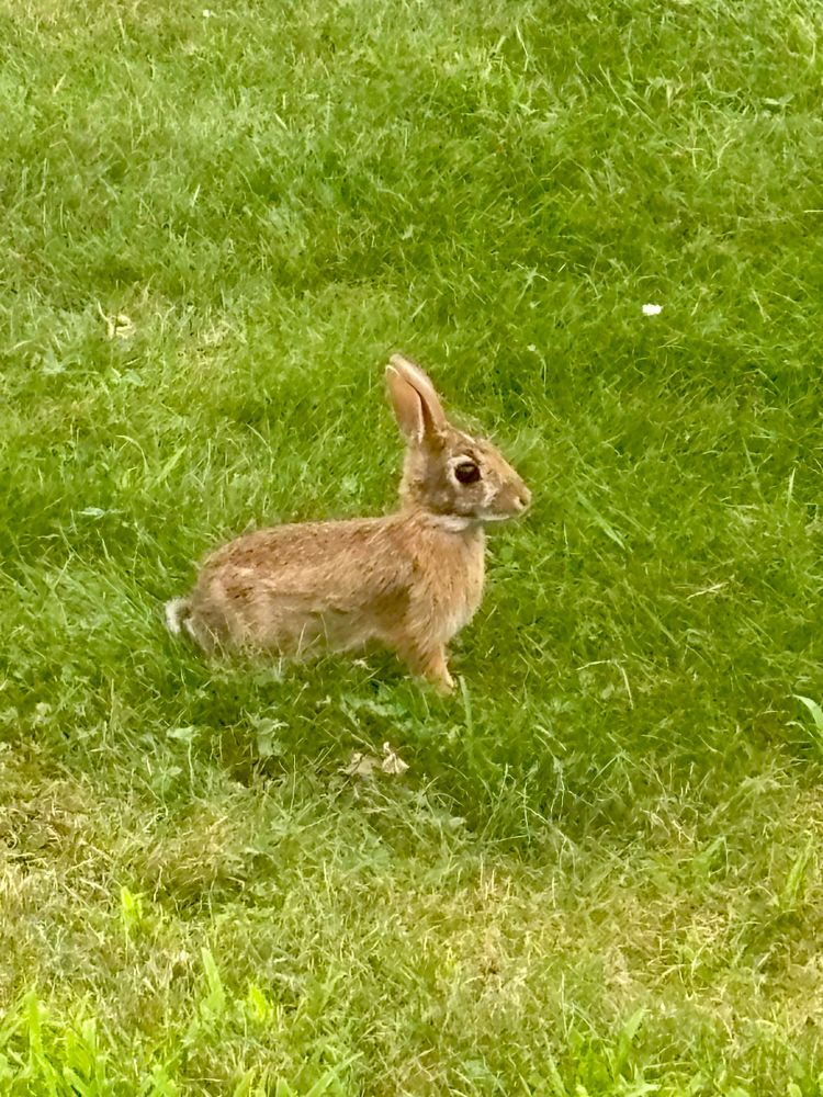 A young rabbit on a lawn in profile. 