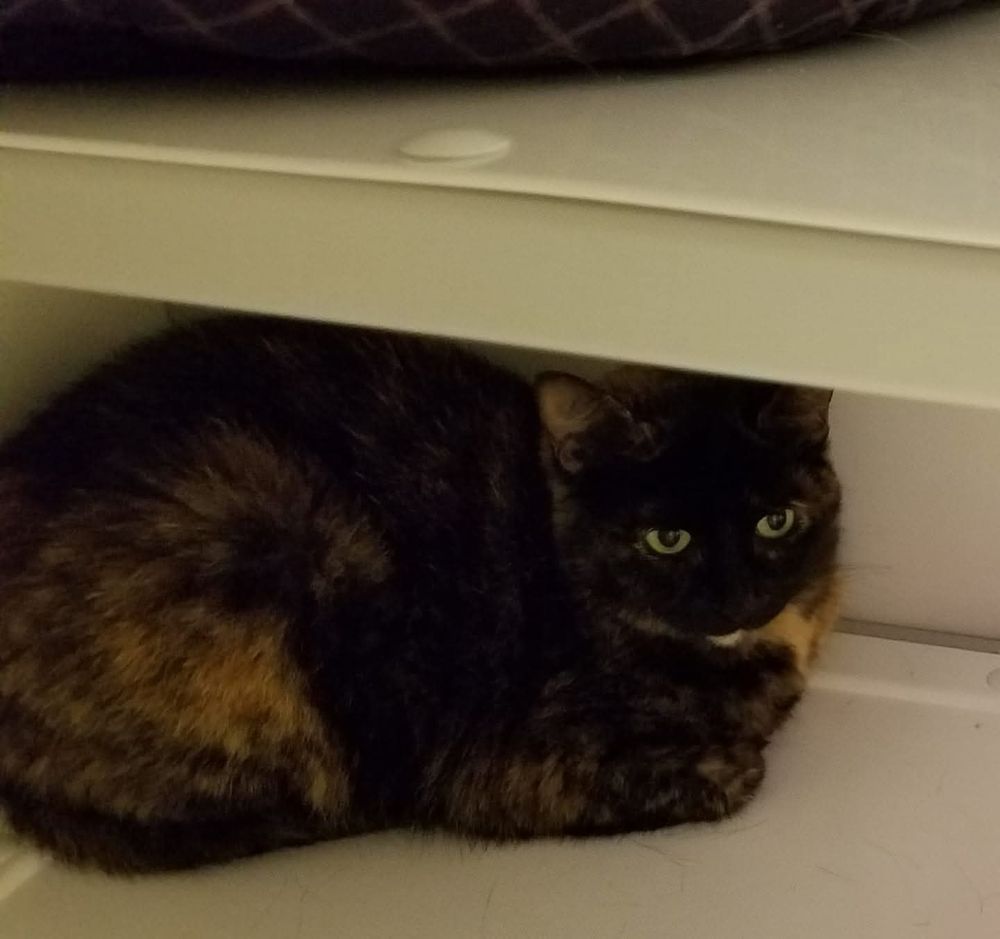 Tortie cat, Chrissy, is curled up toward the back of a metal cabinet. She is looking out and doesn't look scared.